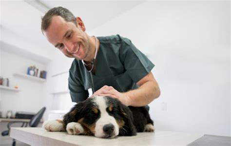 The New Zealand Veterinary Association Te Pae Kīrehe On Linkedin