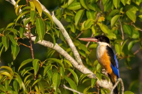 Sundarban National Park - Nature Explorers India