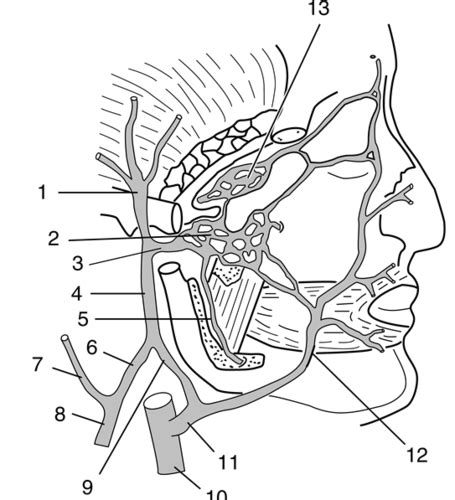 Pterygoid Plexus Study Set Key Biology Terms And Definitions Flashcards