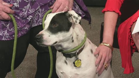 Petline9 Adorable Dalmatian Terrier Mix Needs A Forever Home