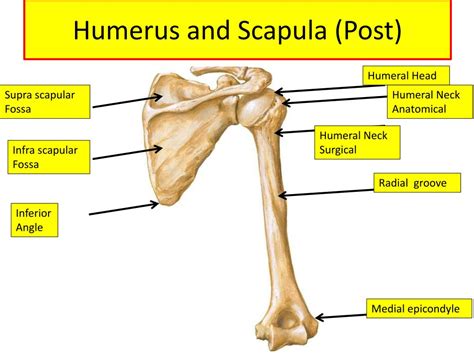 Ppt Upper Limb Muscles Of Arm Cubital Fossa And Elbow Joint