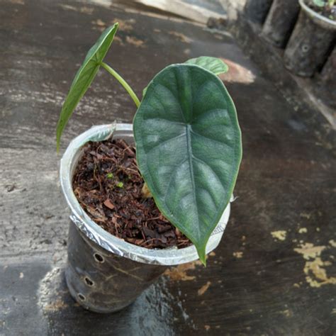 Jual ALOCASIA DRAGON SCALE Tanaman Hias Tanaman Kab Sekadau