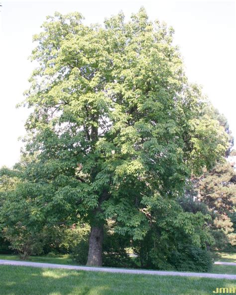 Yellow Buckeye Wood