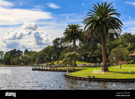 Hamilton Lake Domain, a park in Hamilton, New Zealand. Phoenix palms ...