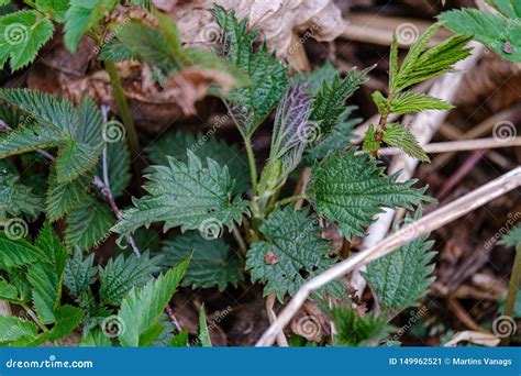 First Spring Green Leaves Of Grass Blooming From Naked Empty Ground Stock Image Image Of