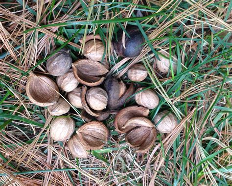 Die Tree Nuts at Harold Spence blog