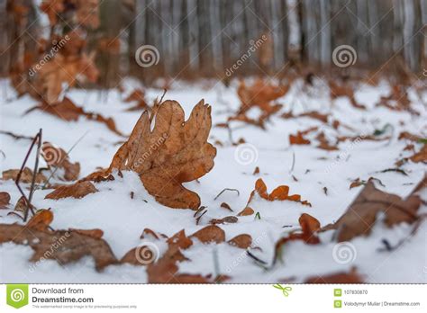 Snow Covered Brown Dry Oak Leaves Against The Background Of Tree Stock