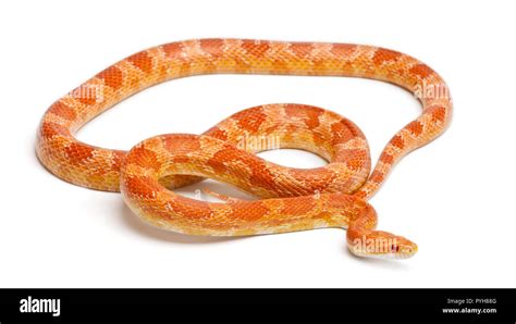 Okeetee Albinos Corn Snake Red Rat Snake Pantherophis Guttatus In