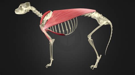 Canine Medial Brachium 3d Model By Benk D0969e9 Sketchfab