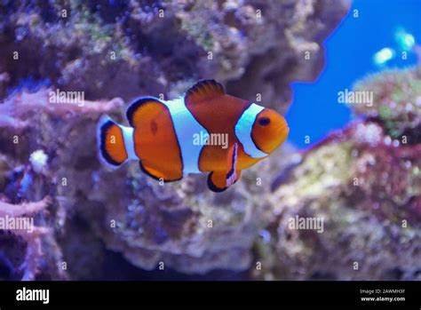 A Clown Fish Swimming Inside An Aquarium Stock Photo Alamy