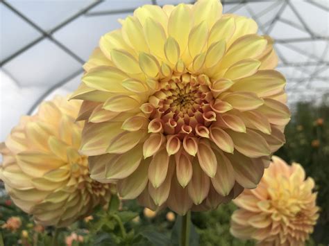 Bracken Sarah Dahlia Tuber — Mountain Roots Produce