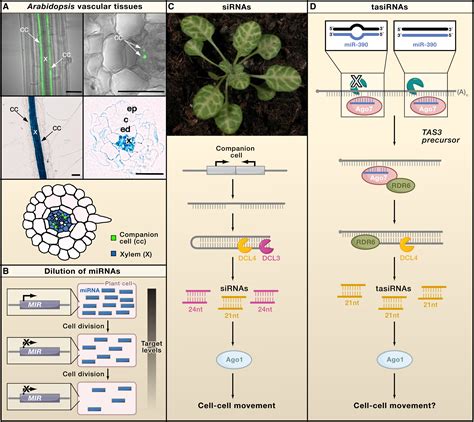 Origin Biogenesis And Activity Of Plant Micrornas Cell