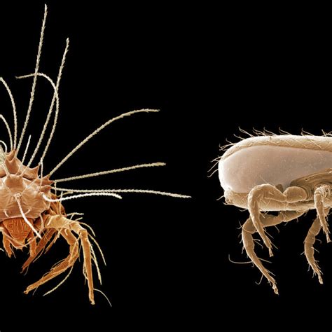 The interrelationships between mites and ticks, traditionally... | Download Scientific Diagram