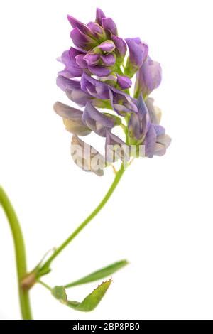 Isolated Alfalfa Flower Alfalfa Medicago Sativa Also Called Lucerne