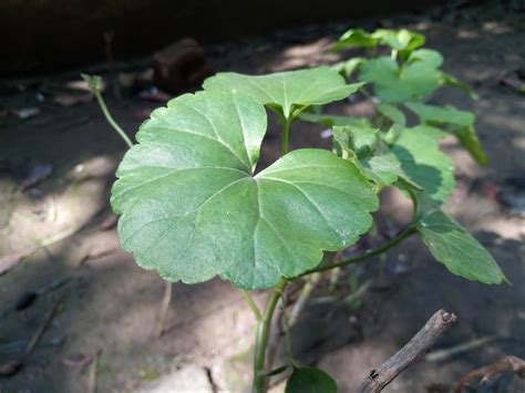 Infinix Hot Review Great Design Huge Battery A Fingerprint Sensor At Pkr