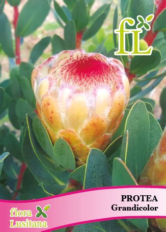 Protea Grandicolor Semente Comprar Online No Hortaria