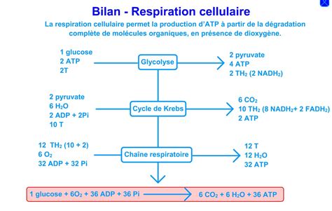 Respiration Cellulaire Fermentations Et Production Datp Svtplus