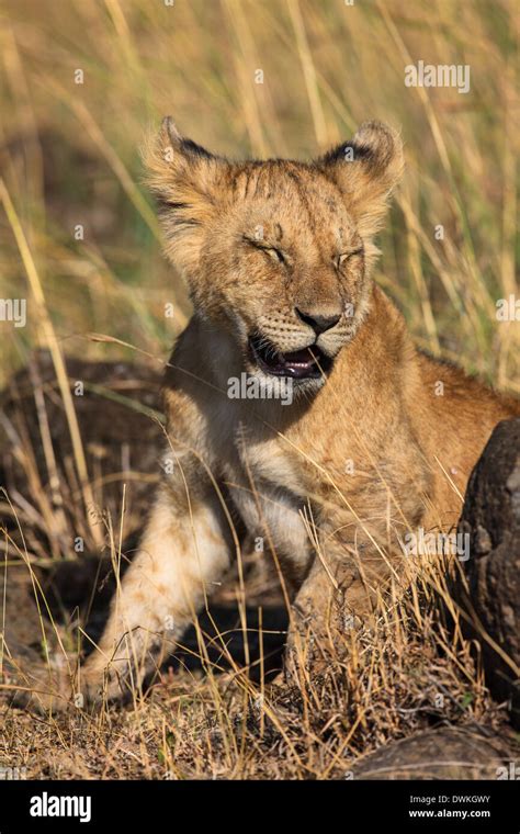 Portrait Lion Cub In Hi Res Stock Photography And Images Alamy