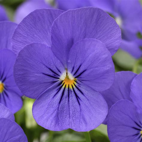 VIOLA PENNY BLUE Muller Seeds