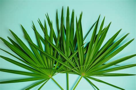 Premium Photo Green Palm Branches On Blue Surface Flat Lay With Palm