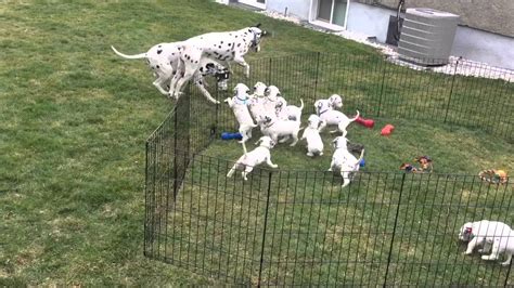 12 Adorable Dalmatian Puppies Watch Mom And Dad Play Youtube