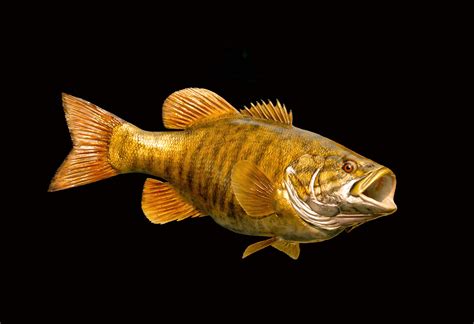 Smallmouth Bass Painting at PaintingValley.com | Explore collection of ...