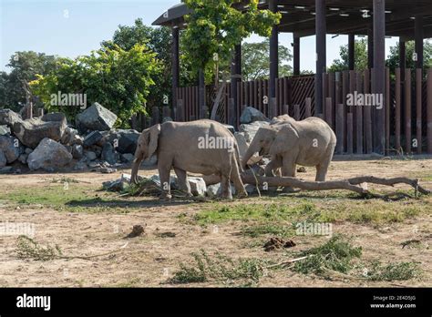 Dubai, United Arab Emirates – January 22, 2021, beautiful Animals in ...