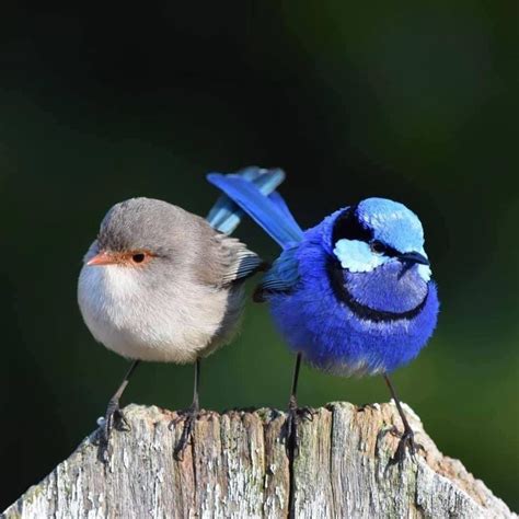 Pin By Marilyn Johnstone On Blue Wrens In 2024 Pet Birds Funny Birds