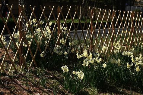 Narcissus Flowers Amaryllidaceae Perennial Poisonous Plant Stock Photo