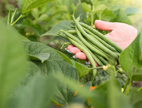 9 Best Types Of Pole Beans To Grow In Your Vegetable Garden