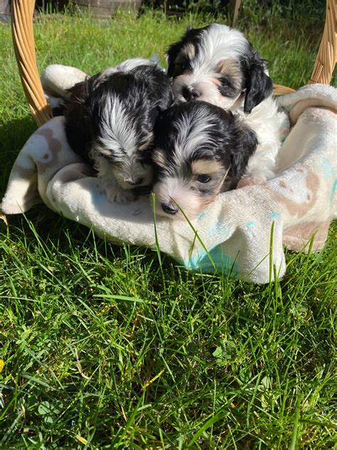 Havanese Puppies For Sale