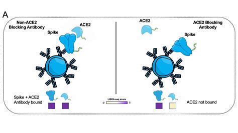 LIBRA Seq Accelerating Antibody Discovery