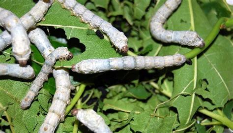 Life Cycle Of A Silkworm Sciencing