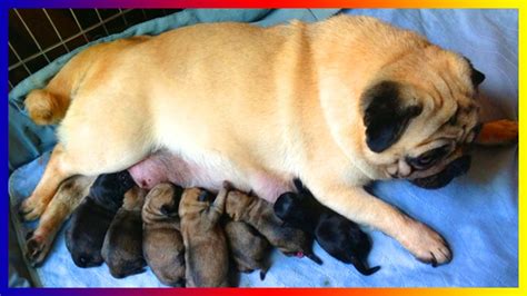 Droll All Pug Breeds - l2sanpiero