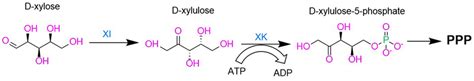 Isomerase Pathway Xylose Metabolic Pathway Commonly Found In Bacterial Download Scientific