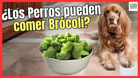 Pueden Los Perros Comer Br Coli Beneficios Y Riesgos De Esta Verdura