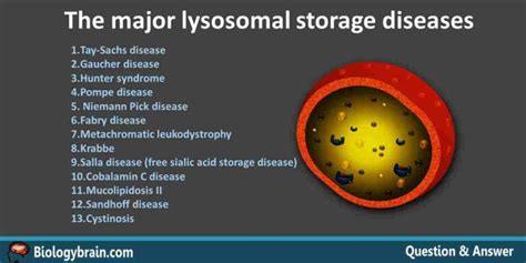 What Are Lysosomal Storage Diseases Biology Brain