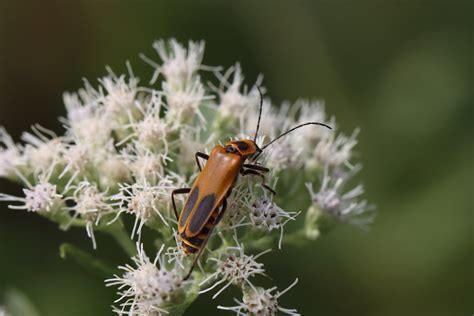 Leatherwing Beetle A Leatherwing Beetle Also Called Golde Flickr