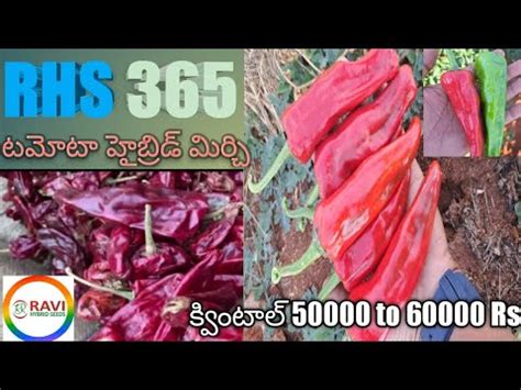 Rhs365 Ravi Seeds Tamato Mirchi Seed Rhs 365 Chilli Seeds YouTube