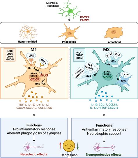 Frontiers Roles Of Microglia In Adult Hippocampal Neurogenesis In