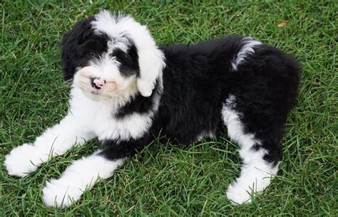 Sheepadoodle Characteristics Appearance And Pictures