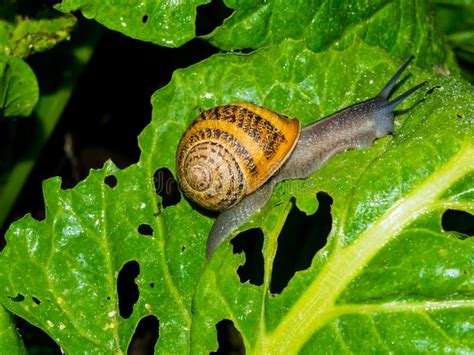 Caracol De Jardim Na Folha Da Alface Imagem De Stock Imagem De Slimy