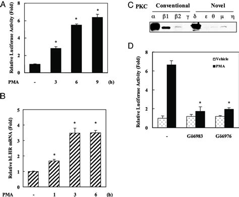 Effect Of Pkc Activation By Pma On Transcription Of The Hlhr Gene A