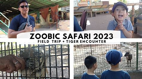 Zoobic Safari 2023 Tiger Encounter Dumlife Vlogs Youtube