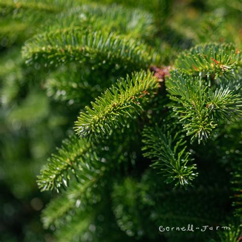 Abies Nordmanniana Barabits Compact 10gal Nordman Fir Cornell Farm