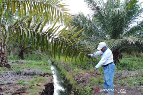 Budidaya Kelapa Sawit Di Lahan Ramah Lingkungan Antara News