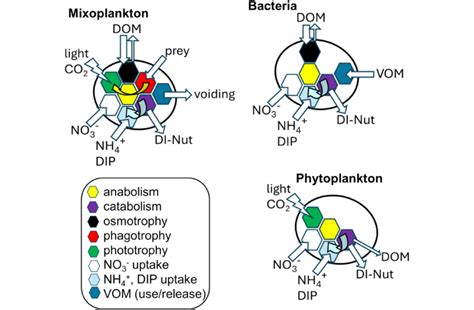 Schematic Showing Nutritional Strategies Employed By The Different