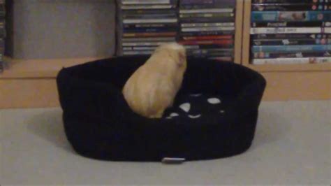 Popcorning Guinea Pigs Youtube