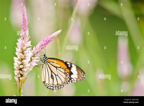 Mariposa Monarca Es Una Mariposa De Maleza En La Familia Nymphalidae Y