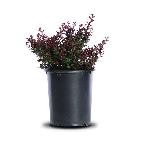 Crimson Pygmy Dwarf Japanese Barberry Landscape Plant Source